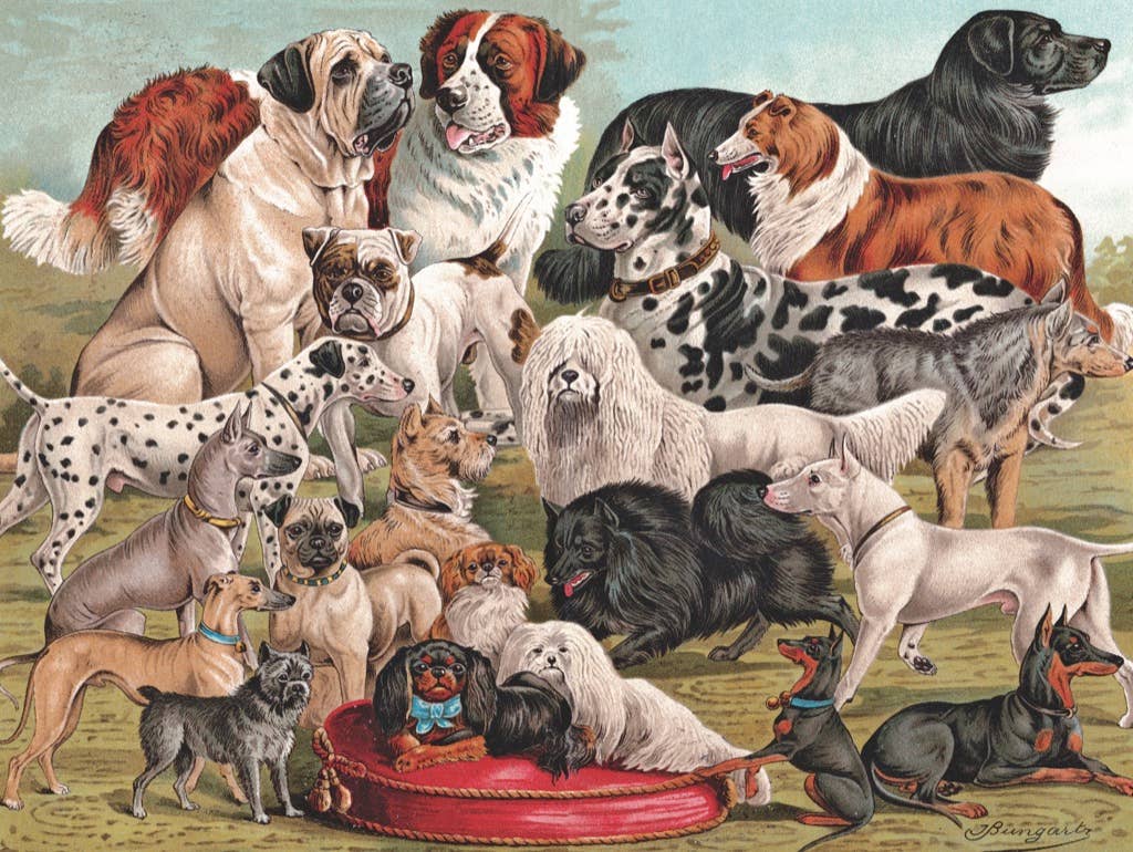 Dog Breeds - 1000 Piece Jigsaw Puzzle