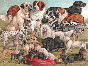 Dog Breeds - 1000 Piece Jigsaw Puzzle